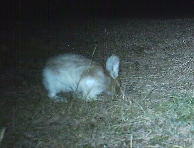 SnowshoeHare_110511_0246hrs.jpg - Snowshoe Hare (Lepus americanus)